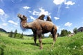 A female Bactrian camel Royalty Free Stock Photo