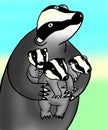 Badger illustration