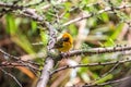 Female baglafecht weaver sitting on a branch