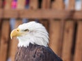 A Female Bald Eagle