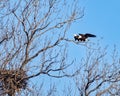 American Bald Eagles fussing with each other.