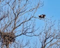 American Bald Eagles fussing with each other.