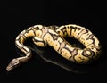 Female Ball Python. Firefly Morph or Mutation Royalty Free Stock Photo