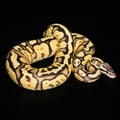 Female Ball Python. Firefly Morph or Mutation