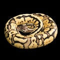 Female Ball Python. Firefly Morph or Mutation Royalty Free Stock Photo