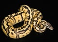 Female Ball Python. Firefly Morph or Mutation