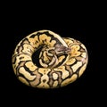 Female Ball Python. Firefly Morph or Mutation