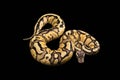 Female Ball Python. Firefly Morph or Mutation