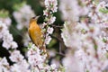 Female Baltimore Oriole in Cherry Blossoms