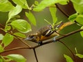 Female Baltimore oriole