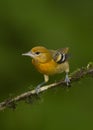 Female Baltimore Oriole, Costa Rica