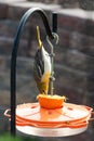 Female Baltimore oriole at a feeder eating an orange hanging upside down