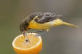 Female Baltimore Oriole Feeding on an Orange