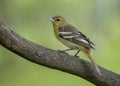 Female Baltimore oriole Icterus galbula, Costa Rica