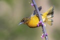 Female Baltimore Oriole perched in a flowering Eastern Redbud