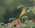 A female baltimore oriole sits in a mountain ash tree