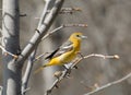 Female Baltimore Oriole.