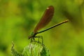 Female banded damselfly