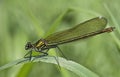 Female Banded Demoiselle