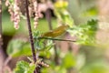 Female banded demoiselle Caloptery Splendens with golden wings, a green-chromed body and red facette eyes as filigree insect