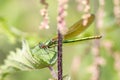 Female banded demoiselle Caloptery Splendens with golden wings, a green-chromed body and red facette eyes as filigree insect