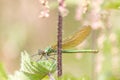 Female banded demoiselle Caloptery Splendens with golden wings, a green-chromed body and red facette eyes as filigree insect