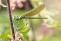 Female banded demoiselle Caloptery Splendens with golden wings, a green-chromed body and red facette eyes as filigree insect