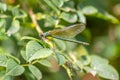 Female banded demoiselle Caloptery Splendens with golden wings, a green-chromed body and red facette eyes as filigree insect