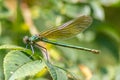 Female banded demoiselle Caloptery Splendens with golden wings, a green-chromed body and red facette eyes as filigree insect