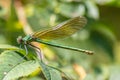 Female banded demoiselle Caloptery Splendens with golden wings, a green-chromed body and red facette eyes as filigree insect