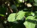 Female Banded Demoiselle, Calopteryx splendens Royalty Free Stock Photo