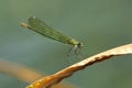 A pretty female Banded Demoiselle Dragonfly, Calopteryx splendens, perching on a reed at the edge of a river in the UK.