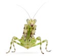 Female Banded Flower Mantis or Asian Boxer Royalty Free Stock Photo