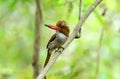 Female banded kingfisher