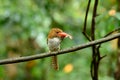 Female banded kingfisher