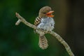 Female Banded Kingfisher standing on the branch