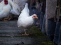 Female Bantam Standing Preen Fur The Rooster Close Royalty Free Stock Photo