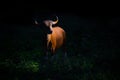 Female Banteng (Bos javanicus Royalty Free Stock Photo