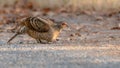 Female Bar-tailed pheasant standing on the roadside Royalty Free Stock Photo