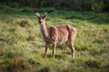 Female barasingha in the green field