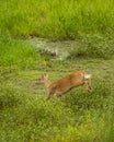 female Barasingha or Rucervus duvaucelii or Swamp deer a elusive and vulnerable animal species running and jumping from fear at Royalty Free Stock Photo