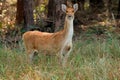 Female Barasingha or swamp deer