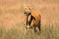 Female Barasingha