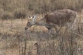 Female Barasingha or swamp deer which grazes in a meadow on the