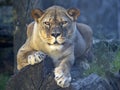 female Barbary lion, Panthera leo leo, lies on a trunk and observes the surroundings