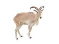 Female Barbary sheep (Ammotragus lervia) Royalty Free Stock Photo