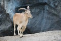 Female Barbary sheep (Ammotragus lervia) Royalty Free Stock Photo