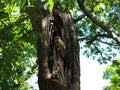 Barrd Owl and Chick