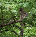 Female Barred Owl in Northern Virginia Woodland