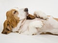 Female Basset Hound